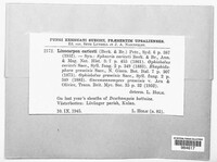 Gaeumannomyces graminis image